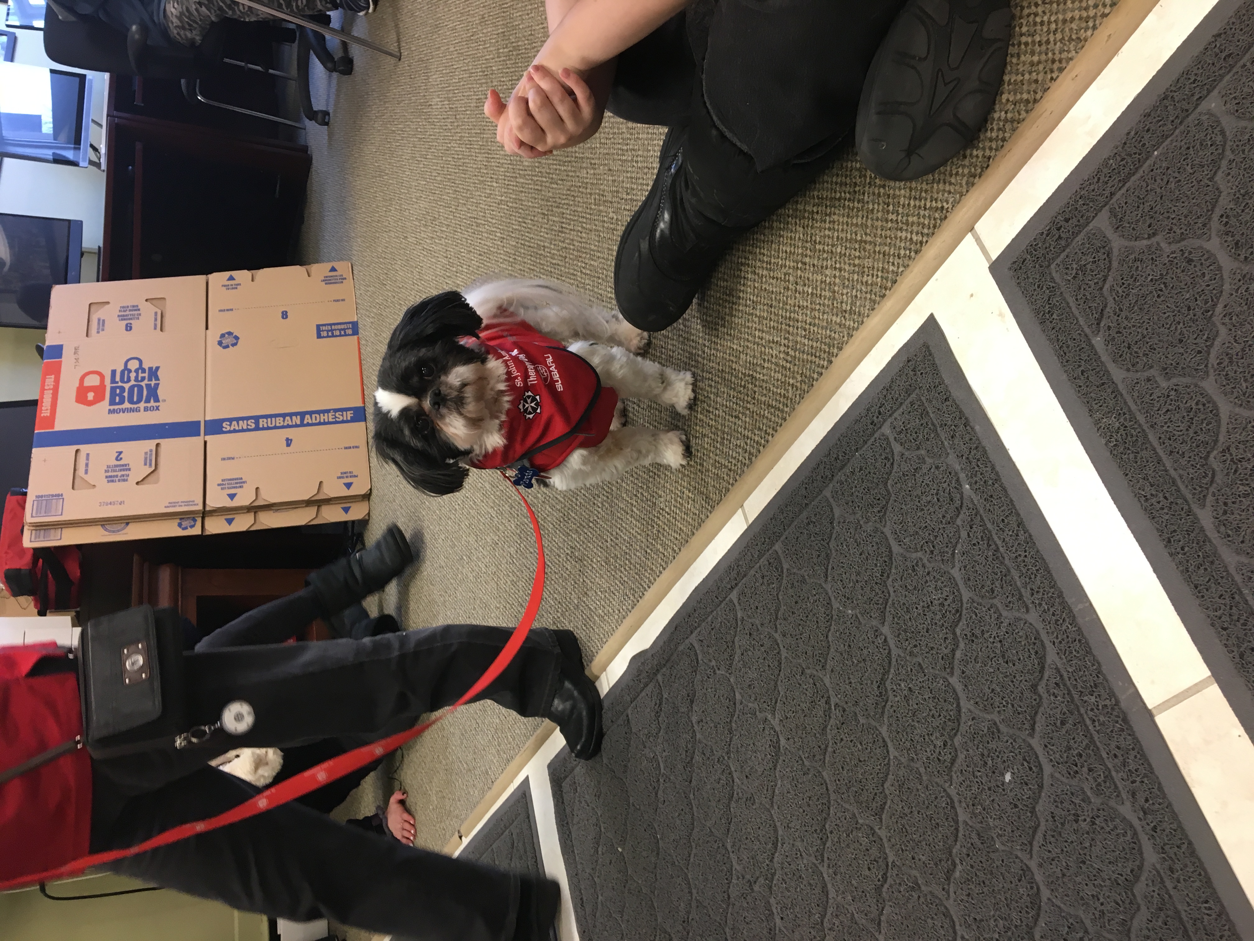 dog1