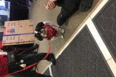 dog1
